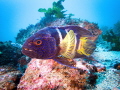 Eastern Blue Devil Fish at Shellharbour, New South Wales