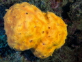 Orange Crater Sponge   Αgelas oroides