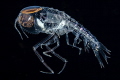 3 miles offshore with 6000 feet of ocean below at night in Hawaii, I was on a blackwater dive and came across this Amphipod Cystisoma. Shot with Canon 7D, mkII with a 60mm macro lens in an Ikelite housing with 2 Ikelite DS125 strobes.