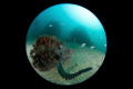 Friendly octopus @ the Vils underwater museum