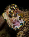 Glossodoris cincta nudibranch_Nha Trang_March2024
(Canon60,1/200,f16,iso100)