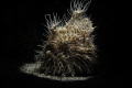 This Hairy Frog fish image was taken with a Mini flash snoot.