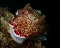 Reticulated nudibranch_March 2024
(Canon100,1/200,f11,iso100)