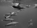 One of Us

This image was captured while a pod of Spinner dolphins were bow riding our RIB. As i was being towed alongside the vessel, the dolphins played around me and two of the indivduals even showed mating behaviour alongside me.

I would ...