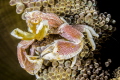 Porcelain crab with eggs