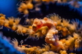 A Dennis seahorse in a flowering