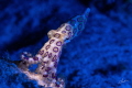 At night, the blue-ringed octopus walks under the water