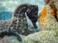 Sea Pony - Hippocampus fuscus