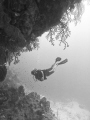A diver enjoying the wall in the Soufriere Scotts Head Marine Reserve