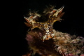 Snakey bornella nudibranch_March 2024
(Canon100,1/200,f16,iso100)