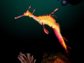 Weedy sea dragon with eggs at 30m depth on Bypass Reef in Sydney, Australia