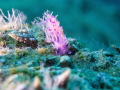 Aeolid Nudibranch   Flabellina affinis