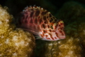 Coral fish_Andamans_April2024
(Canon100,1/200,f10,iso100)