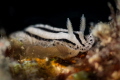 Phyllidioosis xishaensis. This nudibranch has a white dorsum with four longitudinal black lines interspersed with raised ridges. It is a small Phyllidiid  growing to about 20 mm in length. Andamans_April 2024
 Canon100 1/200 f13 iso100 