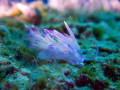 Aeolid Nudibranch   Flabellina affinis

Size  2 3 cm
Depth  15 m
Location  Cyprus