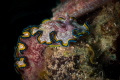 Glossodoris cincta nudibranch_March 2024
 Canon60 1/200 f16 iso100 