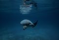 This turtle was taken using Nikonos V with 15mm lens without flash. He was curious as I snorkel to take some photos.
