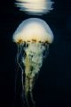 Compass Jellyfish, Trearddur bay, Anglesey. Nikon D70s, 60mm.