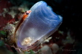 The Sea Squirt Shrimp  Dactylonia Ascidicola  lives in the Blue Yellow ringed Sea Squirt  Rhopalaea Crassa  and the small goby guards its eggs outside of it.