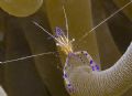 Pederson Cleaner Shrimp emerging from an anenome.