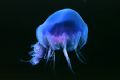 Jellyfish - Nikon F50, 60mm. Isle of Man