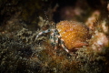 A little crab with its great orange hat photographed in the sea of Goa_ November 2023
(Canon100,1/250,f9,iso100)