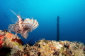 Exploring Lion: A lion fish on the edge of a wreck with a diver in the background perfectly aligned on the rules of third with the boats chimney.