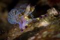 Pteraeolidia semperi nudibranch_Nha Trang_Feb 2024
(Canon100,1/200,f13,iso100)