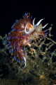 Cratena peregrina nudibranchs_July2023
(Canon100,1/200,f20,iso200)