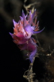 Flabellina nudibranch_October 2023
(Canon100, 1/200,f11,iso100)