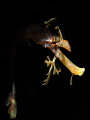 Head of the Dragon  I managed to get this close up shoot shot of a Leafy Sea Dragon on a Night Dive