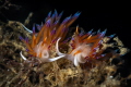 Cratena nudibranchs _August 2023
(Canon100,1/200,f20,iso160)