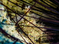 Marbled Shrimp - Saron marmoratus