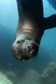  Puppy Eyes 
A young Sea Lion checking out my camera during a dive in Los Islotes  La Paz  BCS