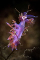 Flabellina affinis_Oct 2023
(Canon100,1/200,f16,iso100)