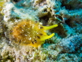 Yellow Umbrella Slug - Tylodina perversa