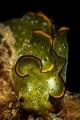 Elysia ornata  commonly known as elysia marginata  is a species of sea snail  a marine gastropod mollusc. it is a member of Sacoglossa  the  sap sucking  sea slugs_Goa_December 2023
 Canon100 1/250 f14 iso100 