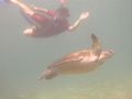 turtle and snorkeler dibba rock