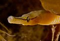 Pipefish - North Wales, D70s, 60mm.
