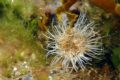 Spotted this small Anemone while snorkelling with my new camera+60mm macro lens in the Grevelingen Lake in Zeeland(salt+freshwater)It was near an entry-exit of a popular dive site and had obviously been trampled under many feet and fins.....
