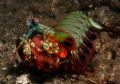 Another one from KBR 2005 - Mantis Shrimp out of its nest carrying eggs - 18-70mm single DS50.