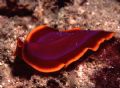 This flatworm - Pseudoceros ferrugineus captured my attention from far, amazing color. Taken by Nikonos V with Framer in Derawan.