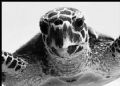 Face to face with a very mature Caretta Caretta Turtle; off Magnetic Island...