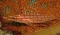 This Longnose Hawkfish was found chilling out in Cabo Pulmo Marine Park, Sea of Cortez, Baja California, Mexico. It was captured on a Sony DSC-W1 with housing, using the inbuilt flash.