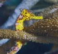 Seahorse was shot on night dive off Buddy Dive Resort with a Canon 20D using an Ikelite Housing