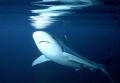 'CLEAR & PRESENT DANGER' Oceanic Silvertip. New Hanover Island, PNG. Housed Nikon F; 24mm Nikkor lens. Enjoy!