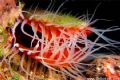 Rough Fileclams are the underwater version of venus flytraps