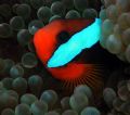 Anenome Fish from Davies Reef.