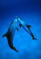 dolphins kiss