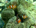 Fred, Bob and Mary - Amphiprion ocellaris in Stichodactyla gigantea. Olympus 5060.
